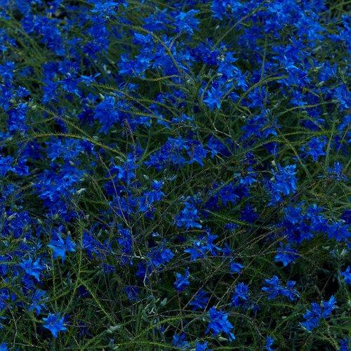 Jefre Cantu-Ledesma - Gift Songs - Lp