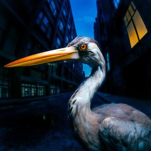 Antony Szmierek - Decoding Birdsong - Lp