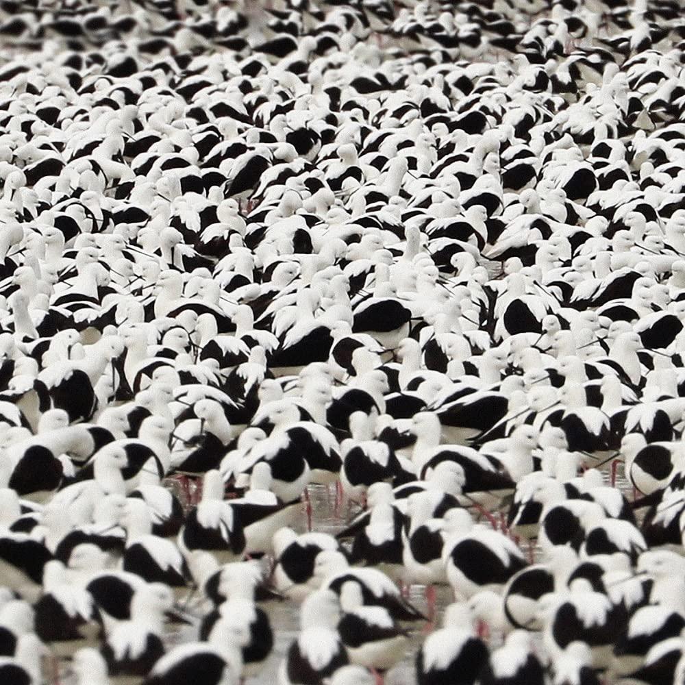 Stella Donnelly - Flood - Lp