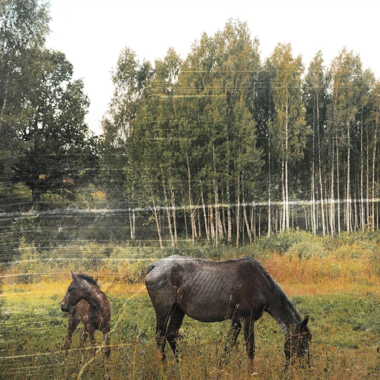 Pianos Become The Teeth - Old Pride - Lp