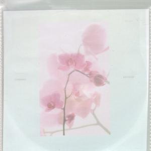 Lemonade - Soft Kiss - Cdr