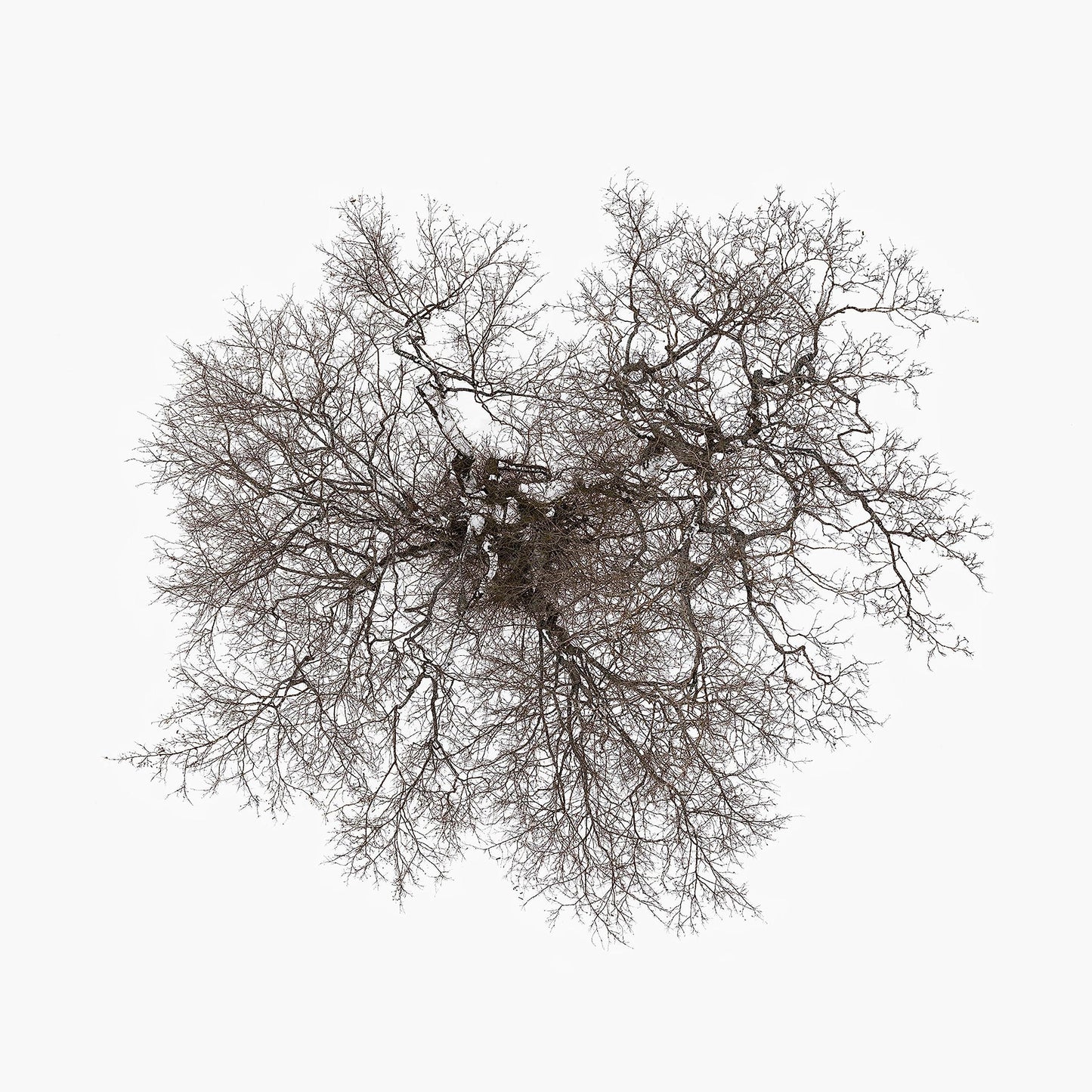 John Metcalfe - Tree - Lp