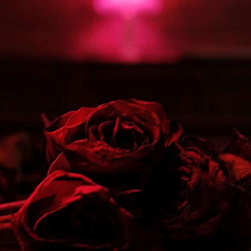 Paper Kites - Roses - Lp