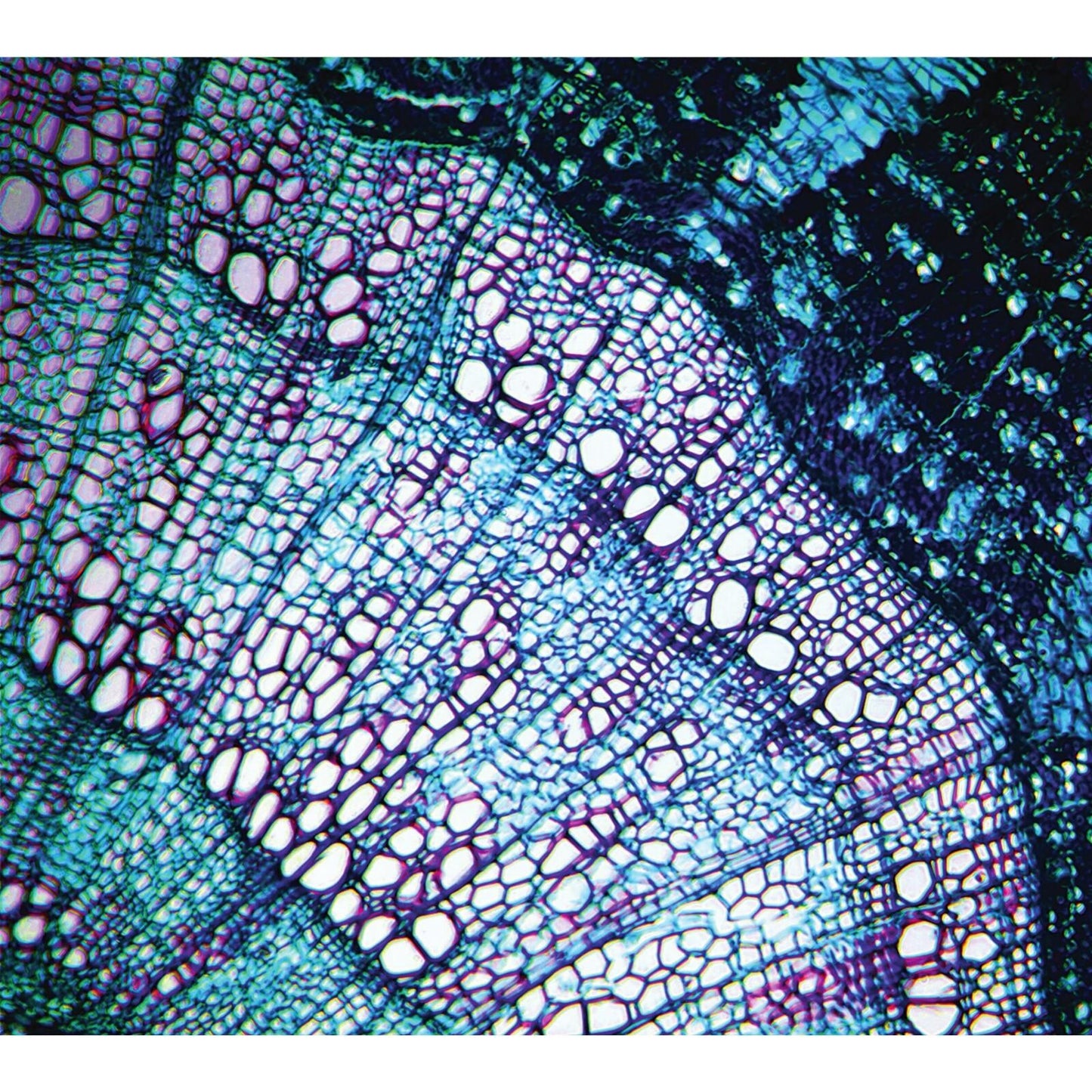 Bluetech - Petite Constellations - Cd