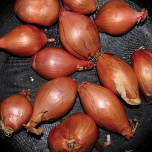 Ty Segall - Fried Shallots - 12 Inch