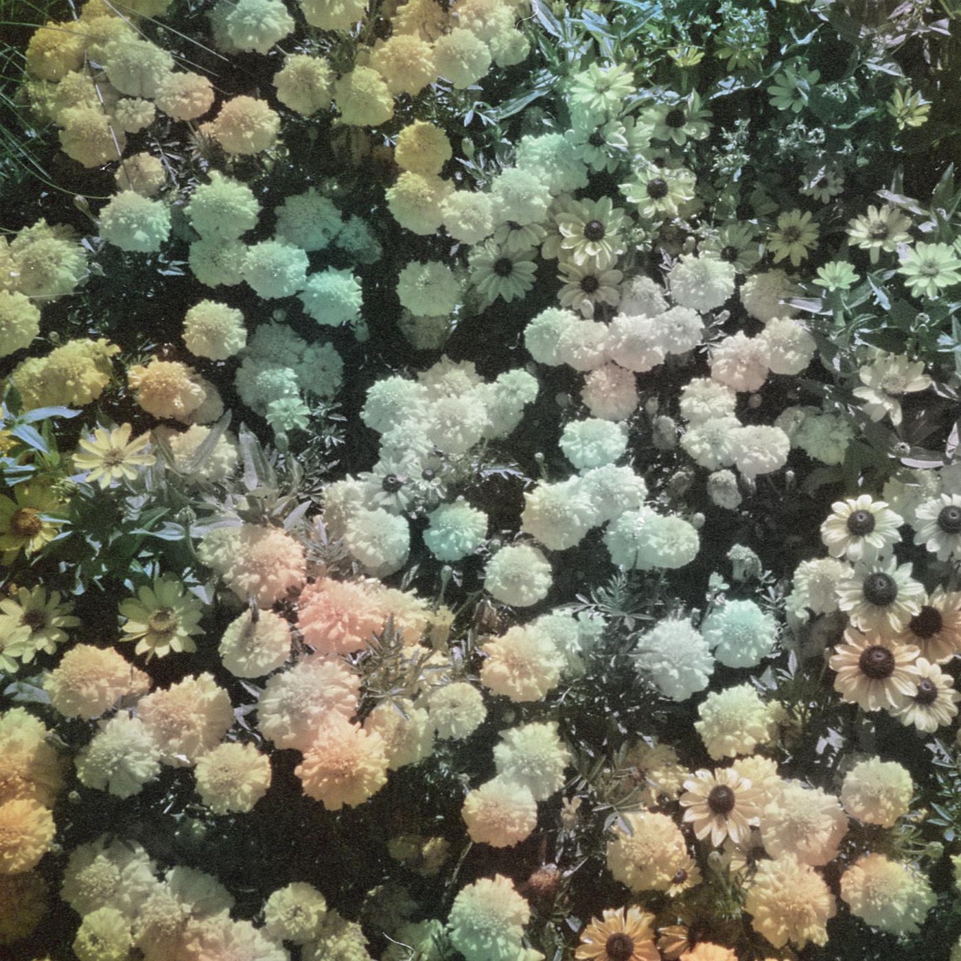 Scrase - Heart - 12 Inch