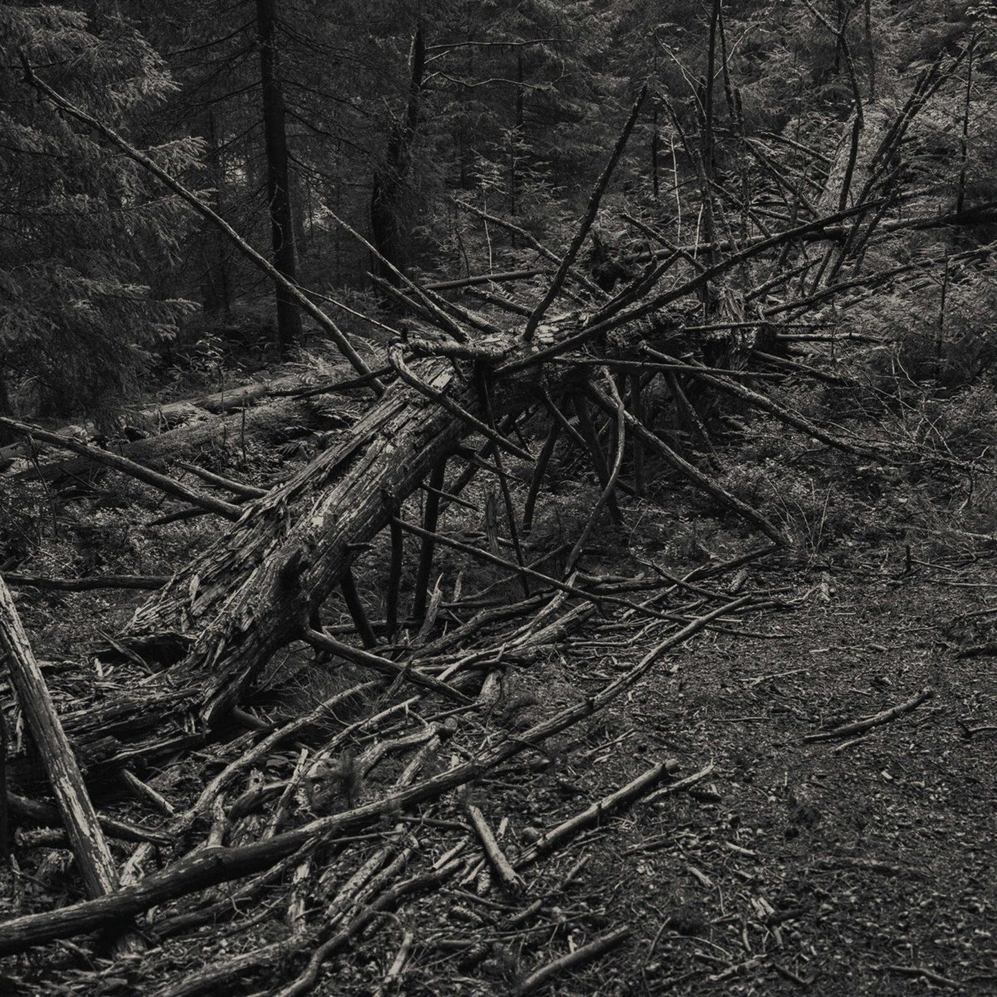 Sult! - Always I Gnaw - Lp