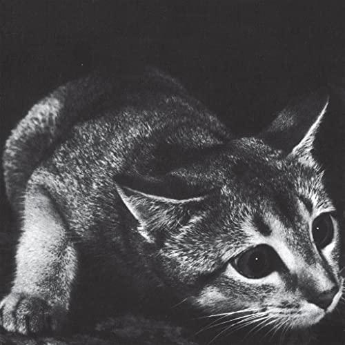 Cindy (70s) - Cindy (Re-Issue) - Lp