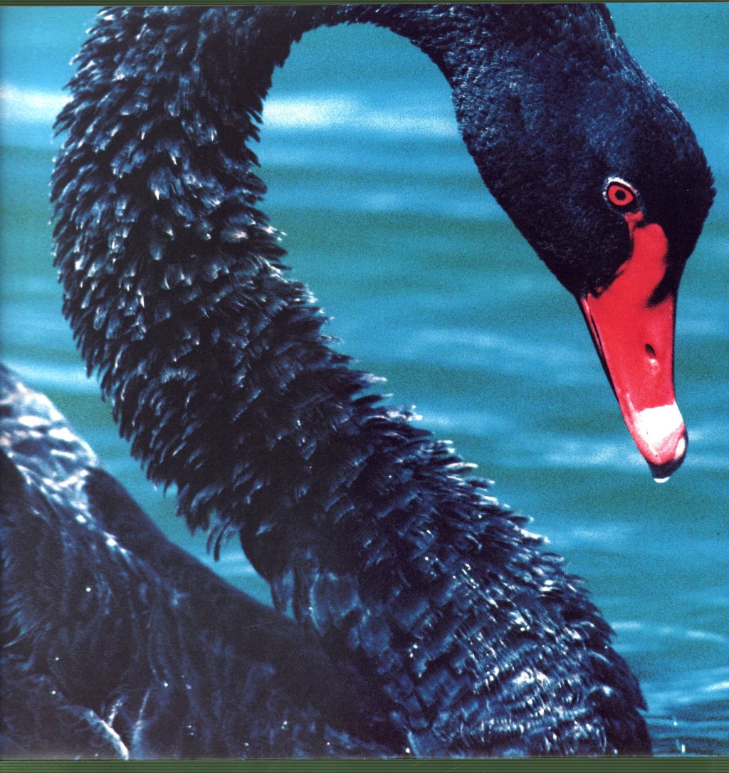 Triffids - Present The Black Swan - Lp