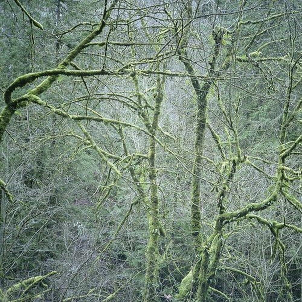 Six Organs Of Admittance - Dust & Chimes - Lp