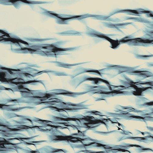 Bellbird - Call - Cd