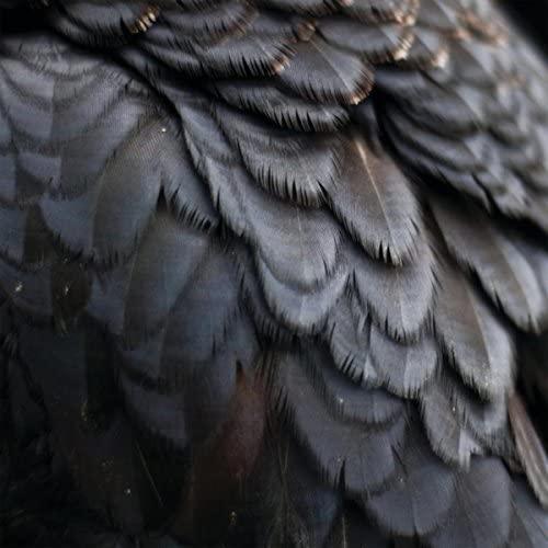 Ex People - Bird - Lp