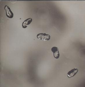 Peter Gabriel - Up - Cd