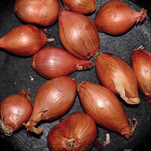 Ty Segall - Fried Shallots - 12 Inch