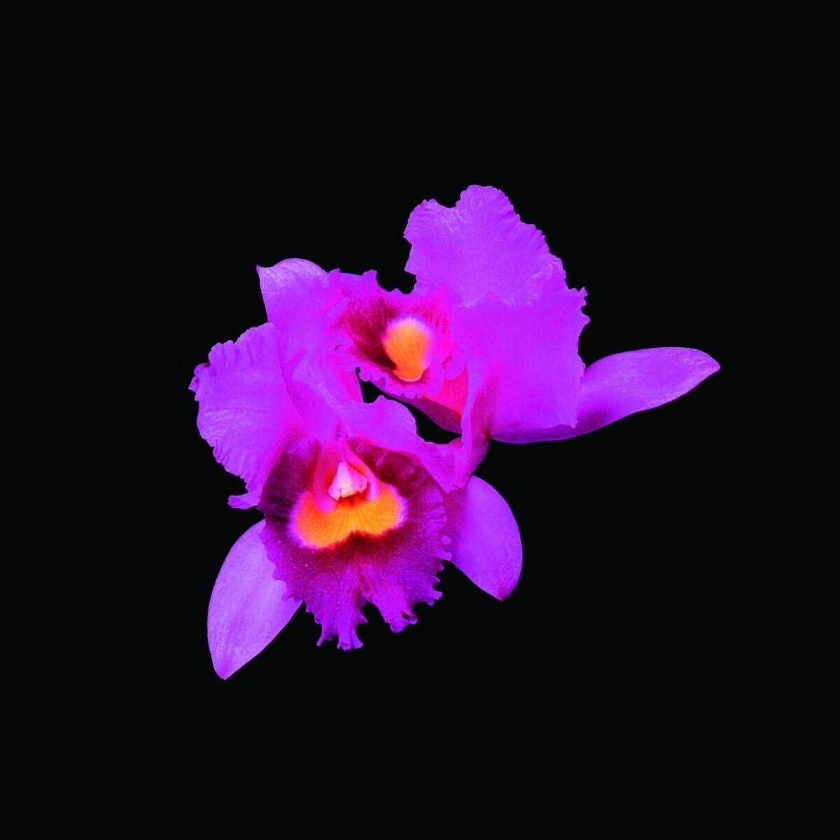 Opeth - Orchid - Cd