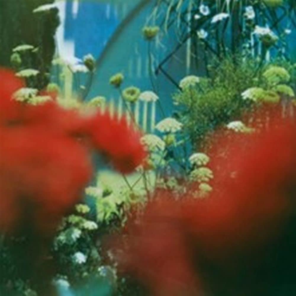 Pulled Apart By Horses - Haze - Lp