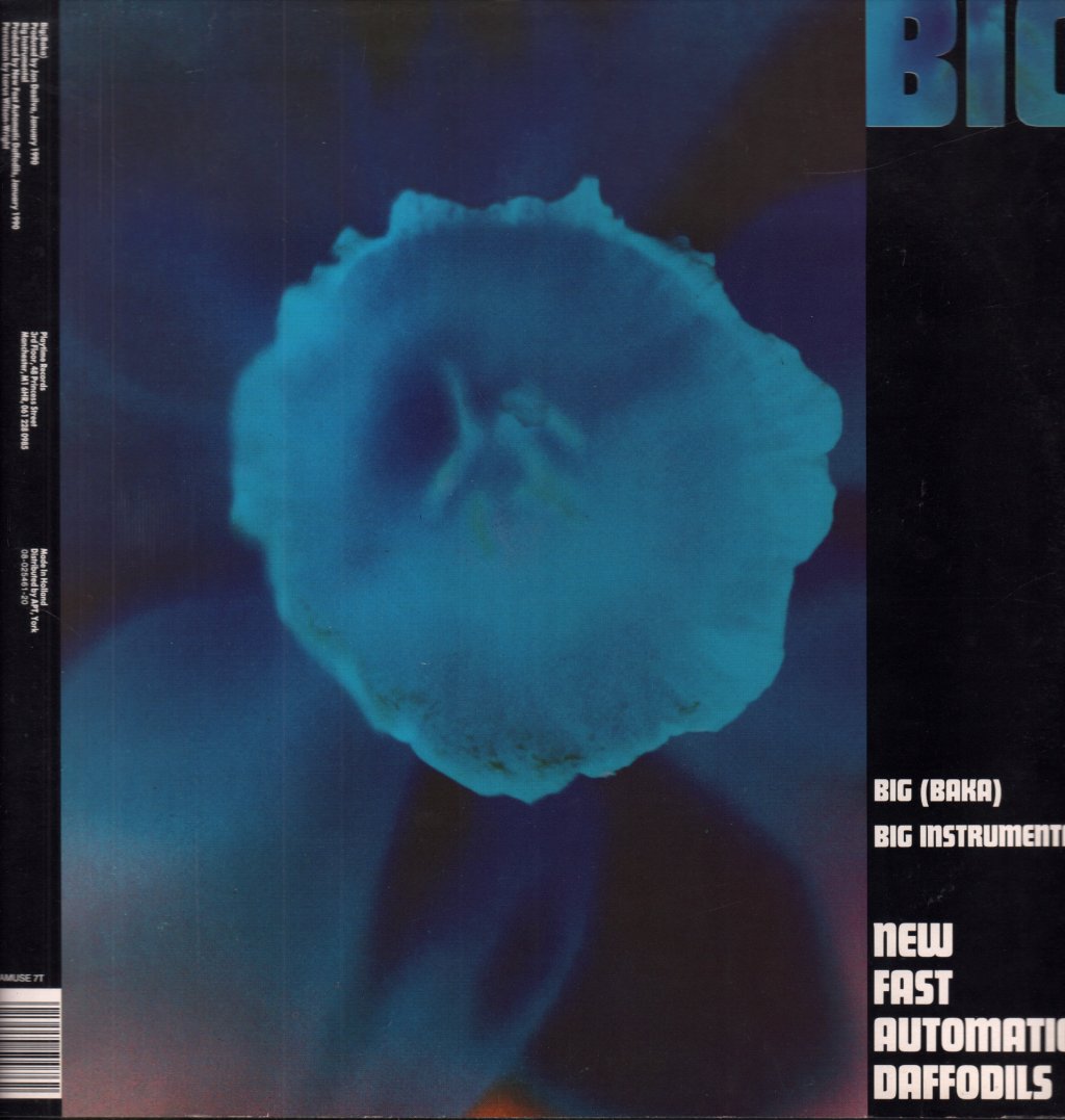 New Fast Automatic Daffodils (New Fads) - Big - 12 Inch