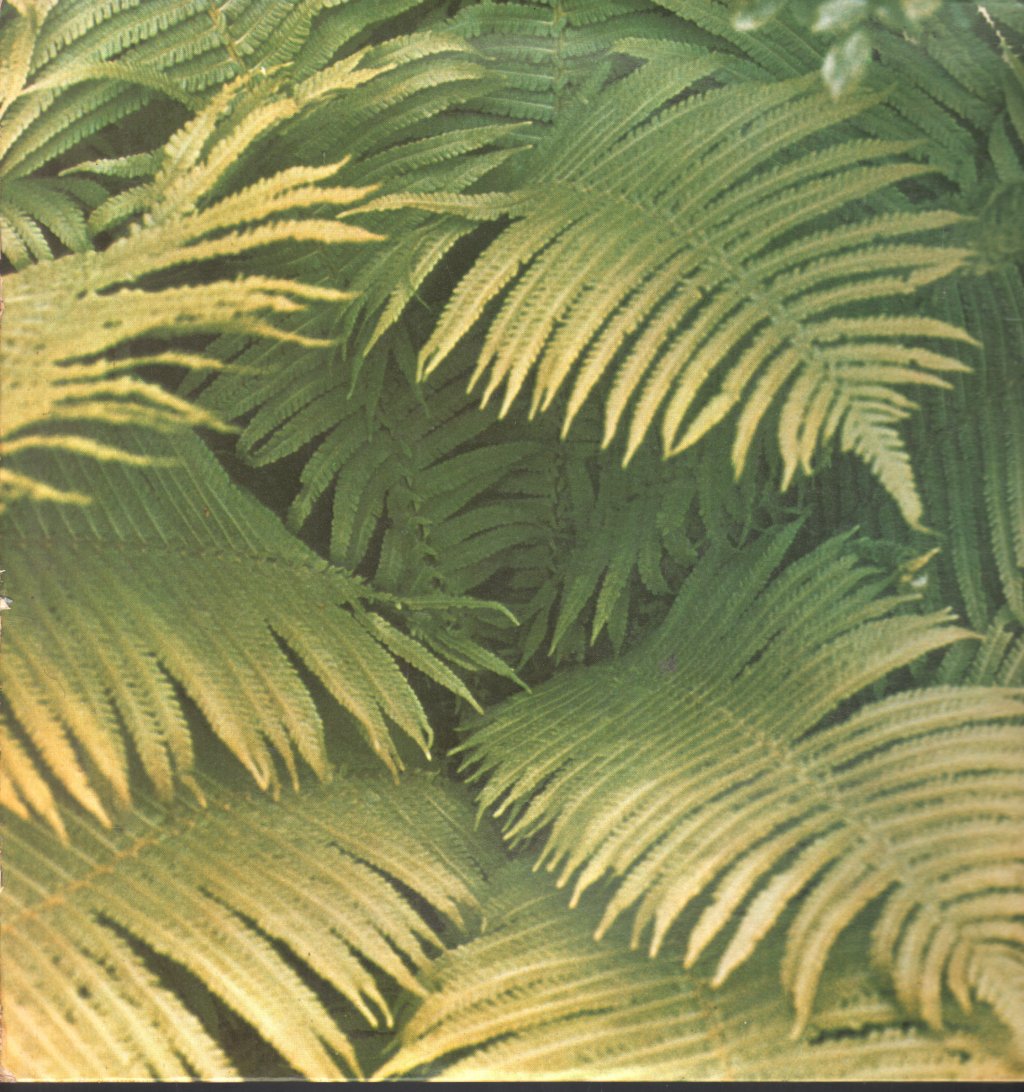 Edgar Froese - Epsilon In Malaysian Pale - Lp