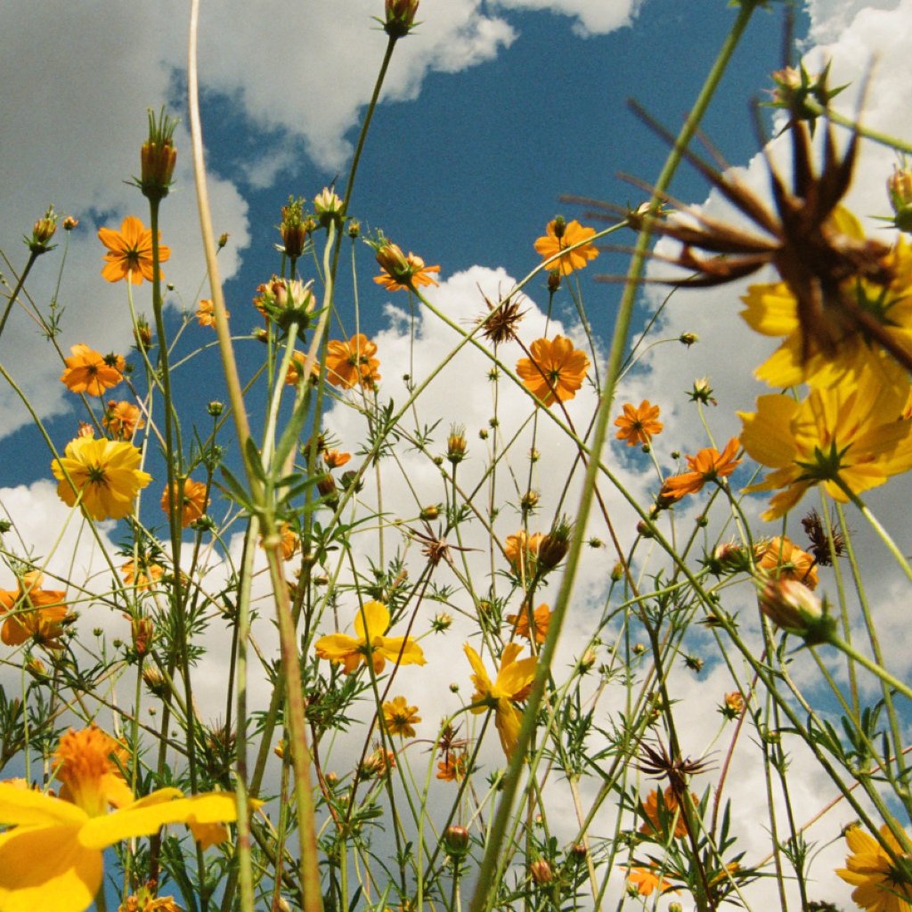 Tasha - You Are Spring! - Lp