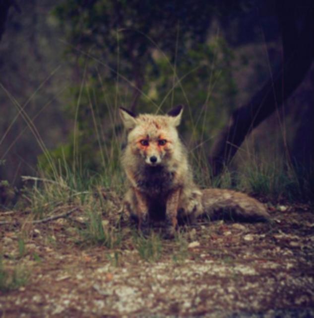 Winterpills - Love Songs - Lp