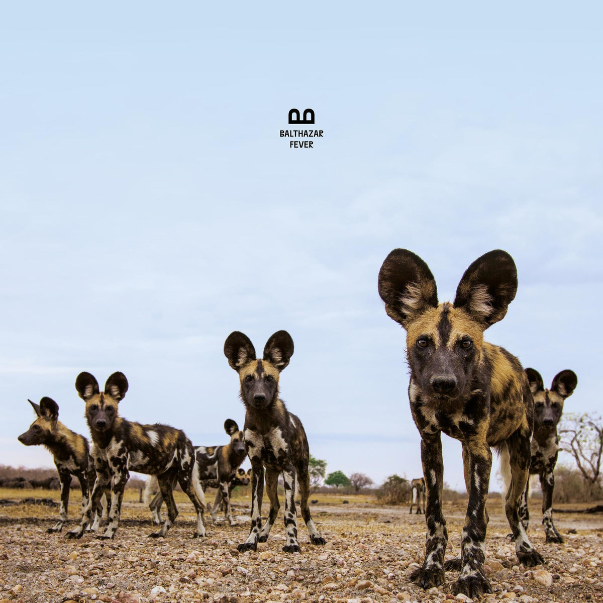 Balthazar - Fever - Lp