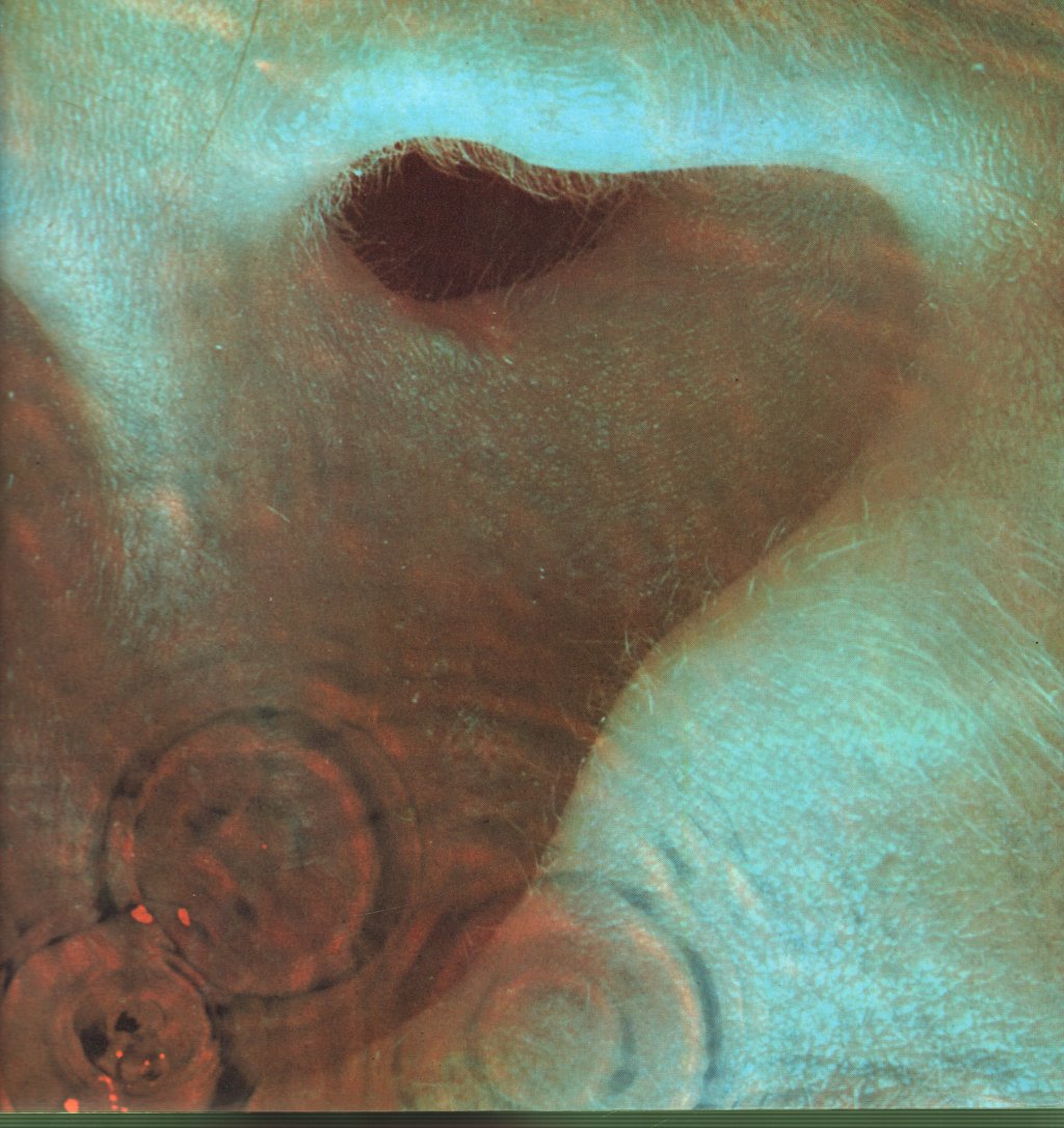 Pink Floyd - Meddle - Lp