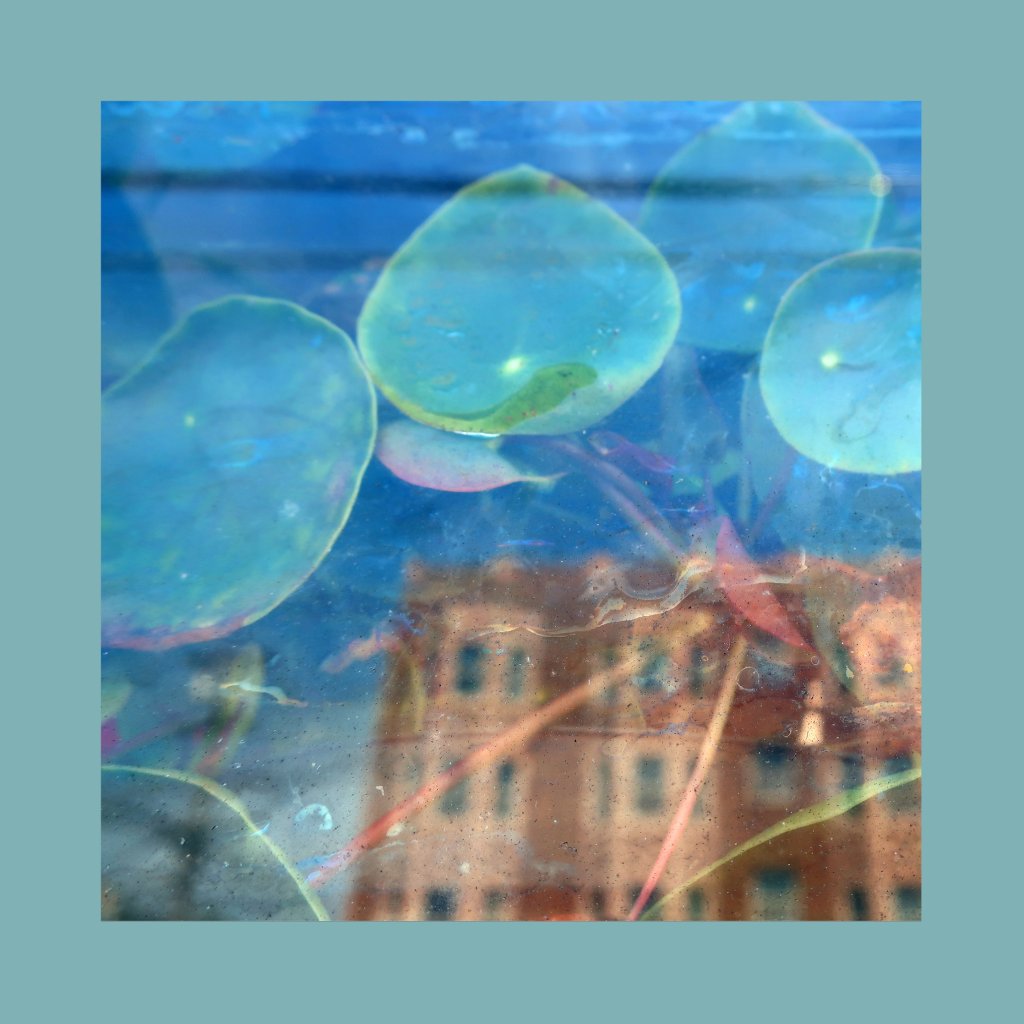 Reds Pinks and Purples - Acknowledge Kindness - Lp