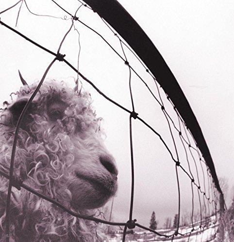 Pearl Jam - Vs. - Lp