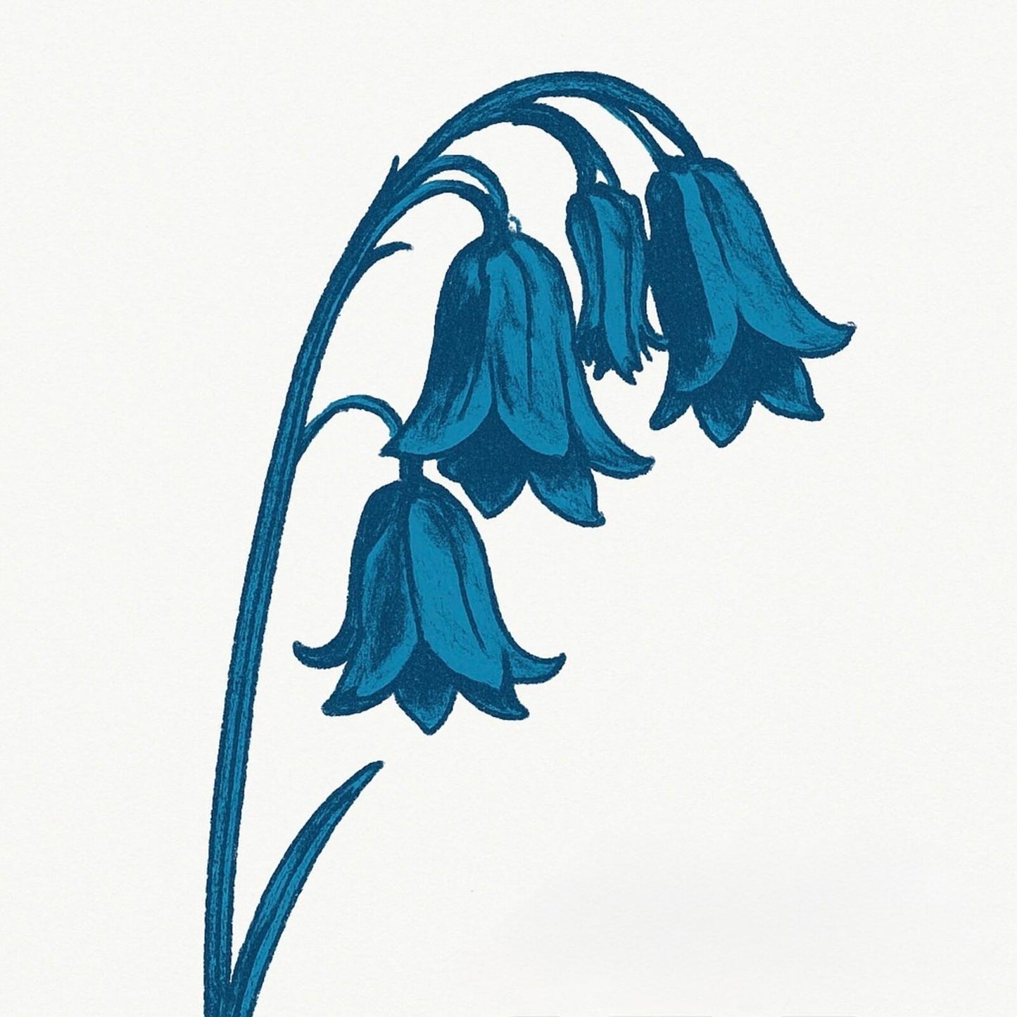 Bluebells - This Is the Bluebells - Double Lp