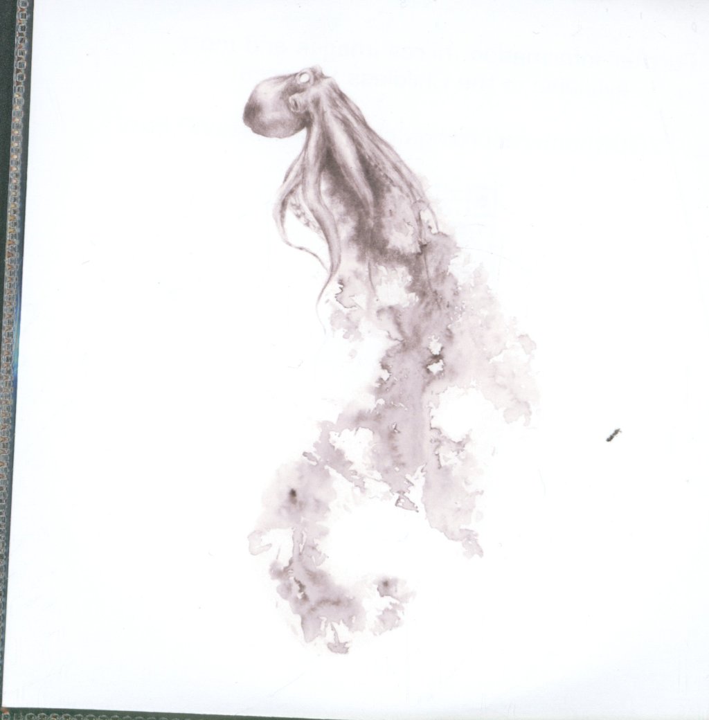 Warm Widow - Childless - Cdr