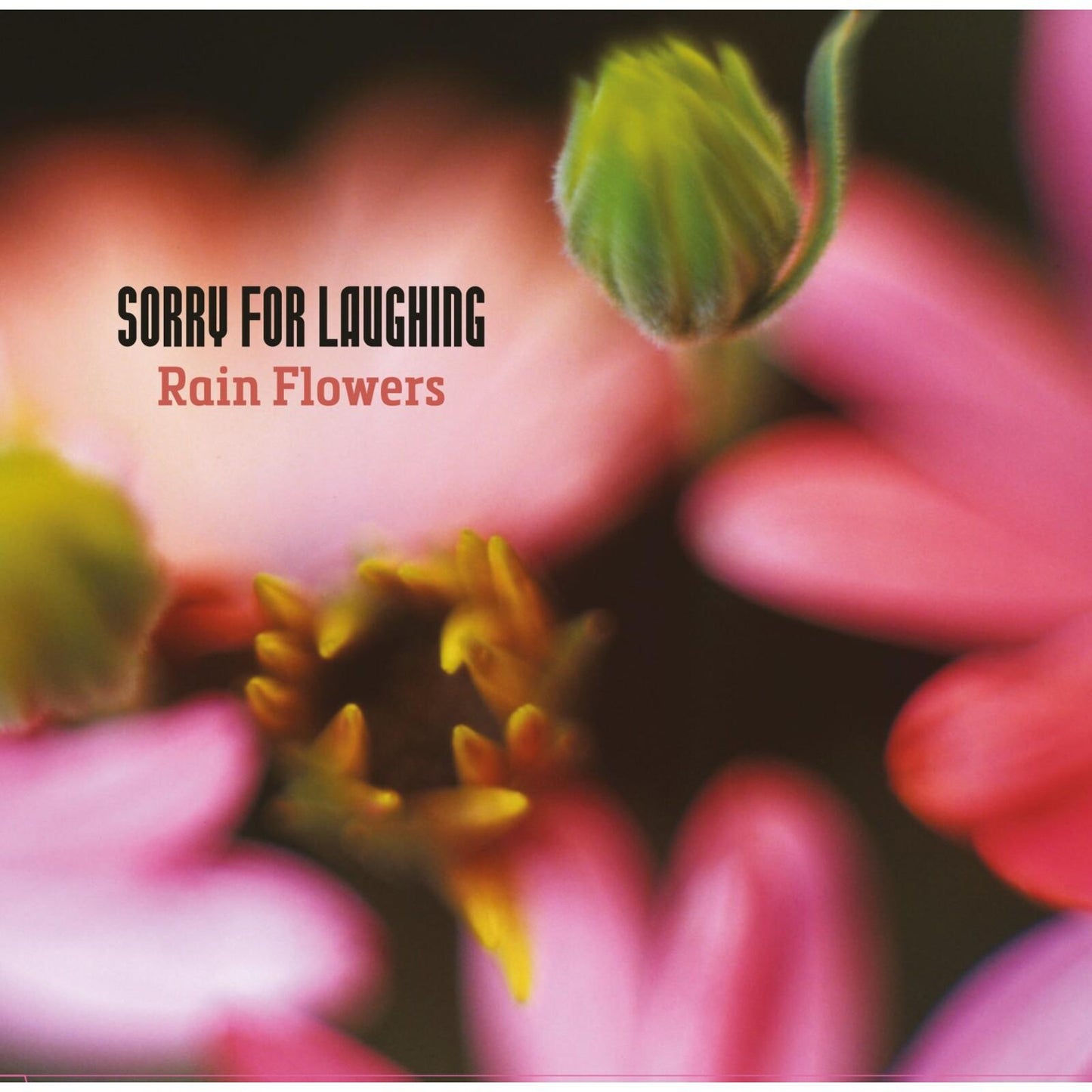 Sorry For Laughing - Rain Flowers - Cd