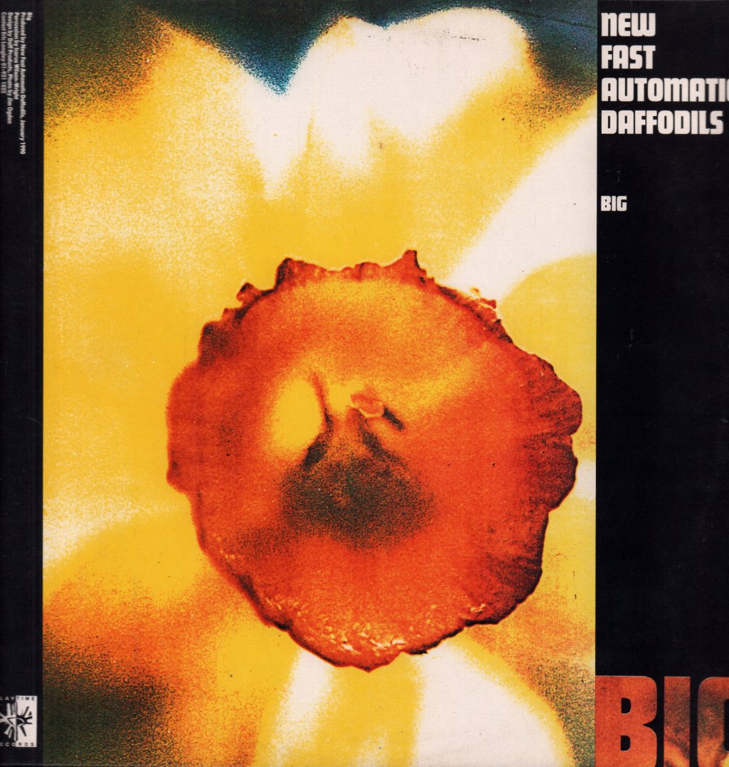 New Fast Automatic Daffodils (New Fads) - Big - 12 Inch