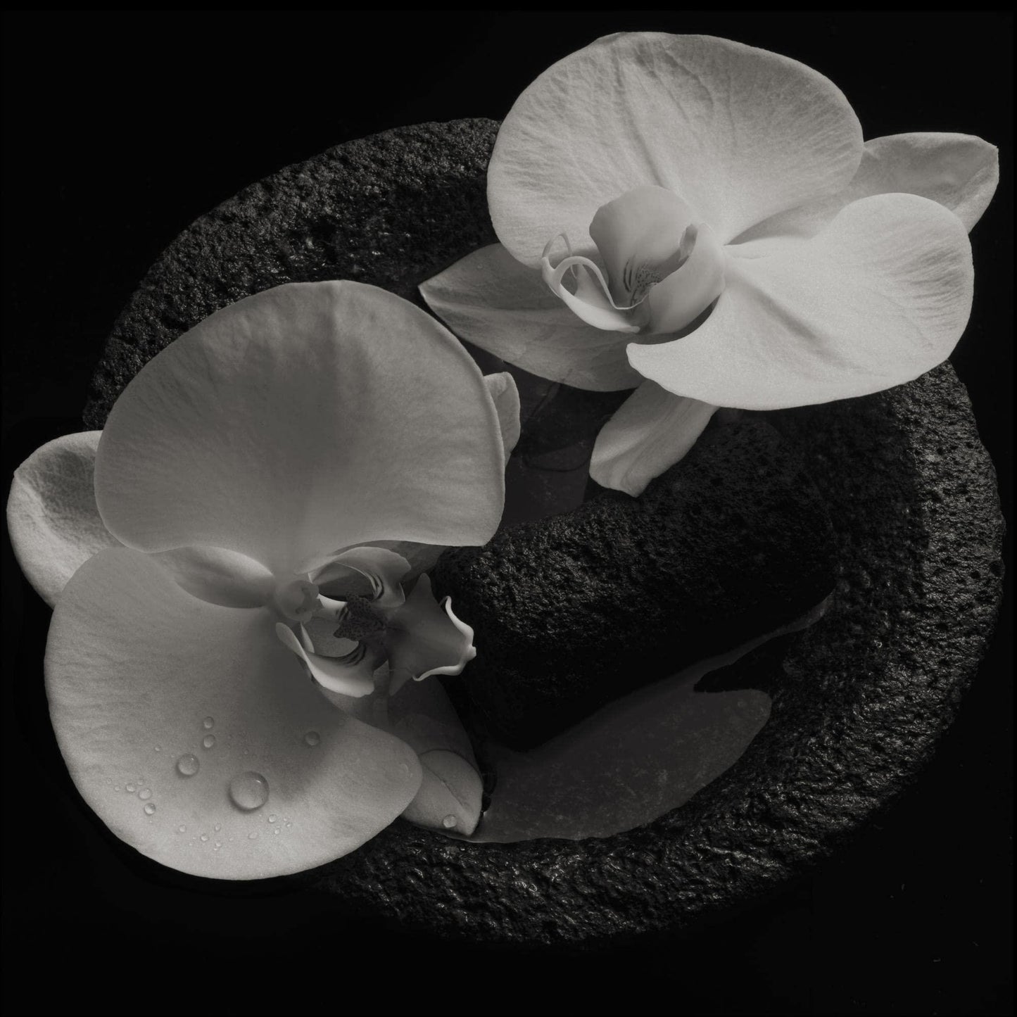 Mike Patton And Jean-Claude Vannier - Corpse Flower - Cd