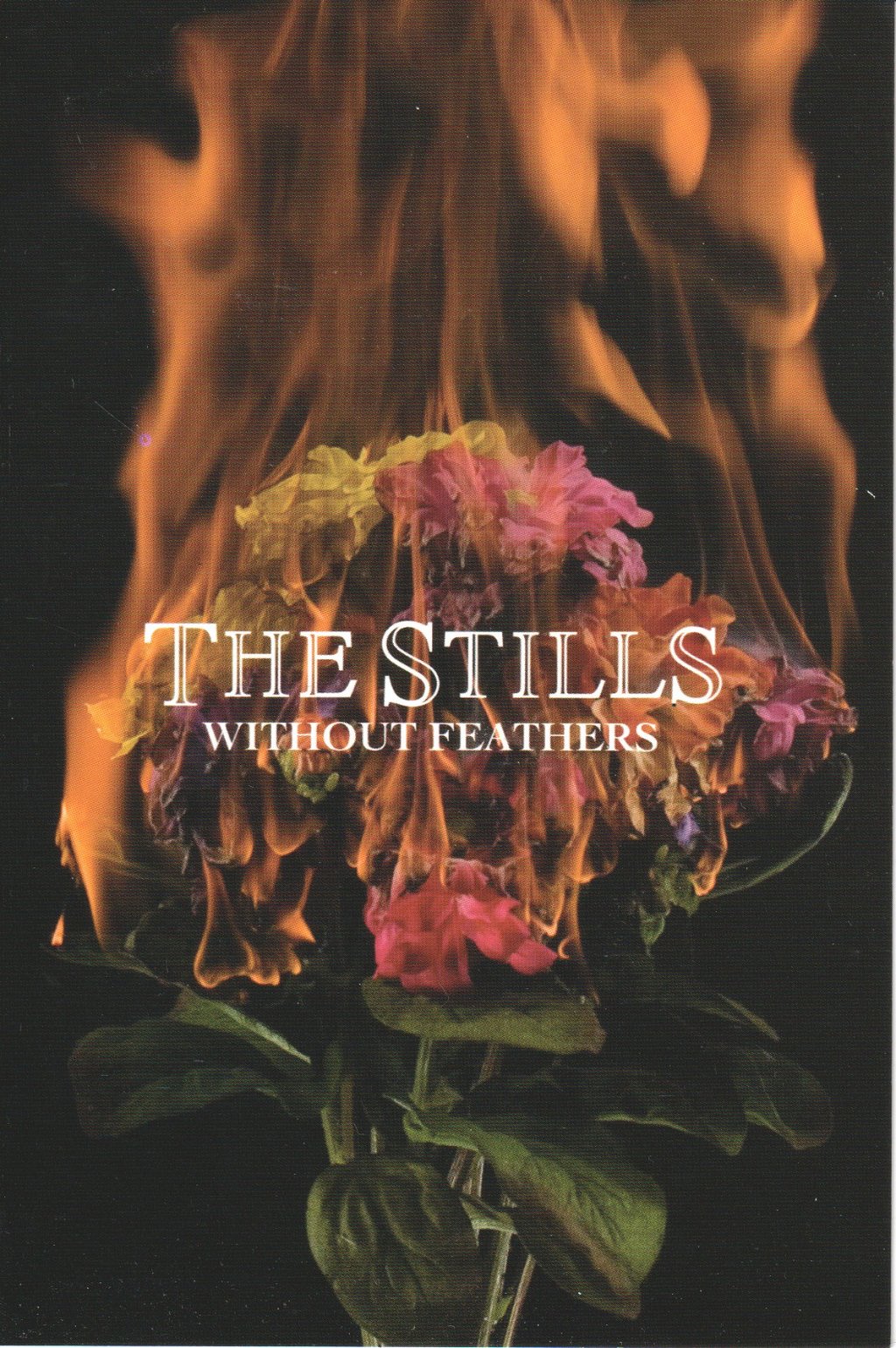 Stills - without feathers - Card