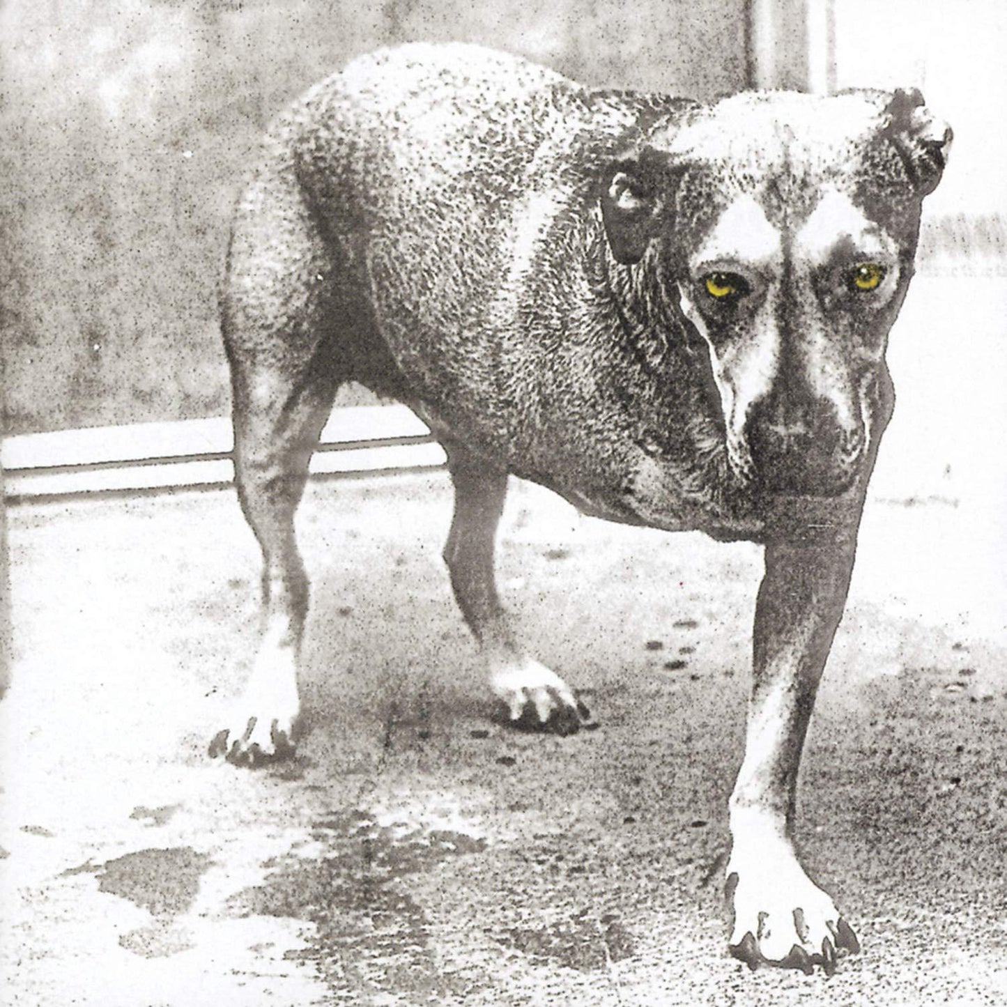 Alice In Chains - Alice In Chains - Cd