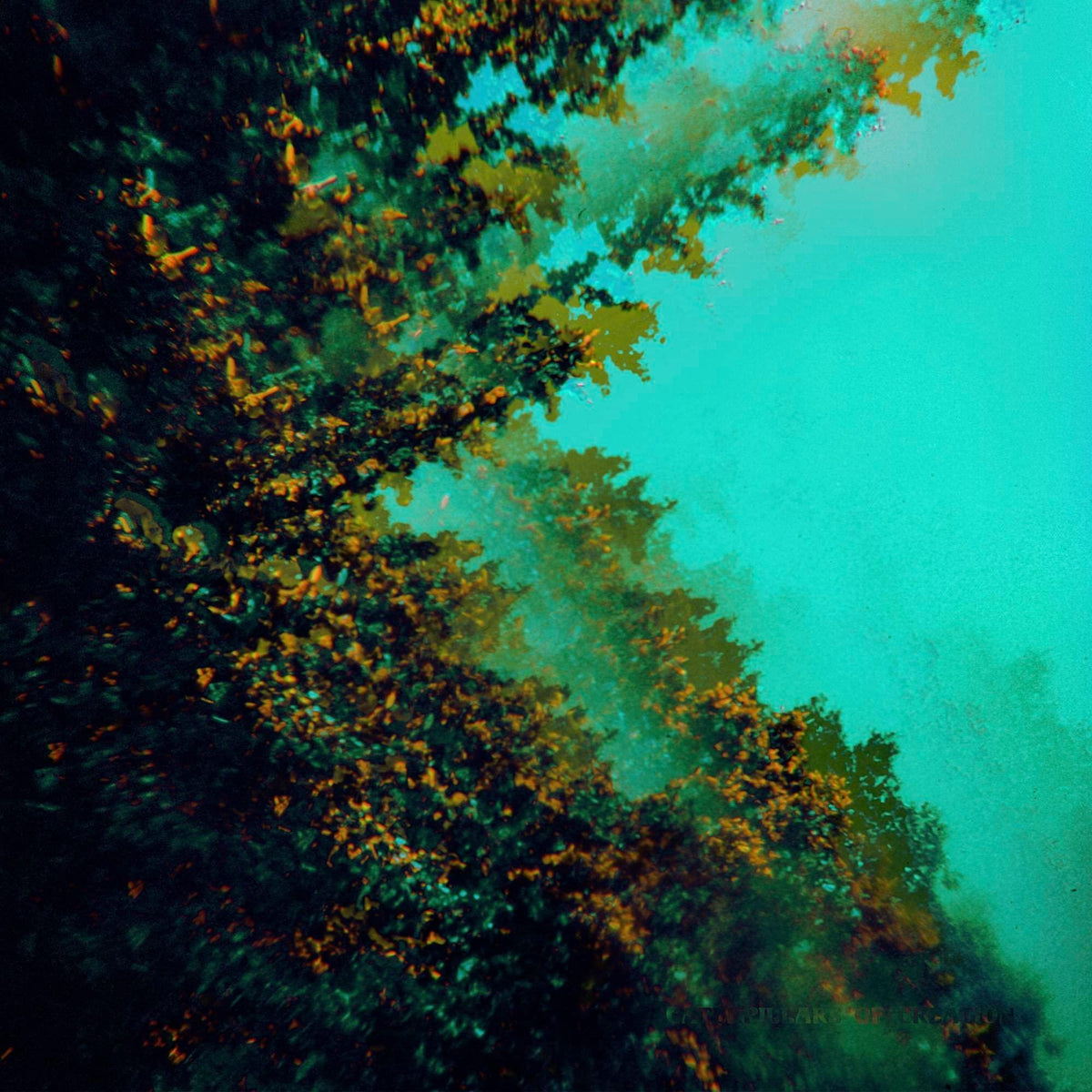 Polymoon - Caterpillars of Creation - Lp