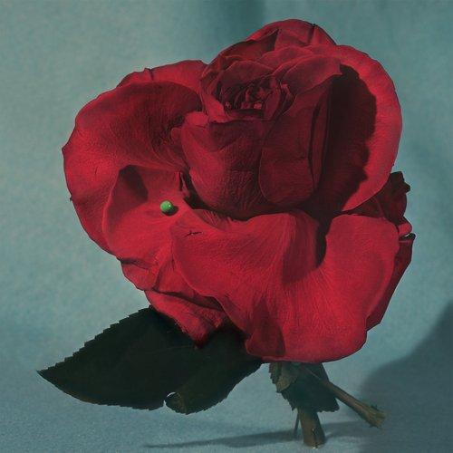 Metz - Up On Gravity Hill - Cd