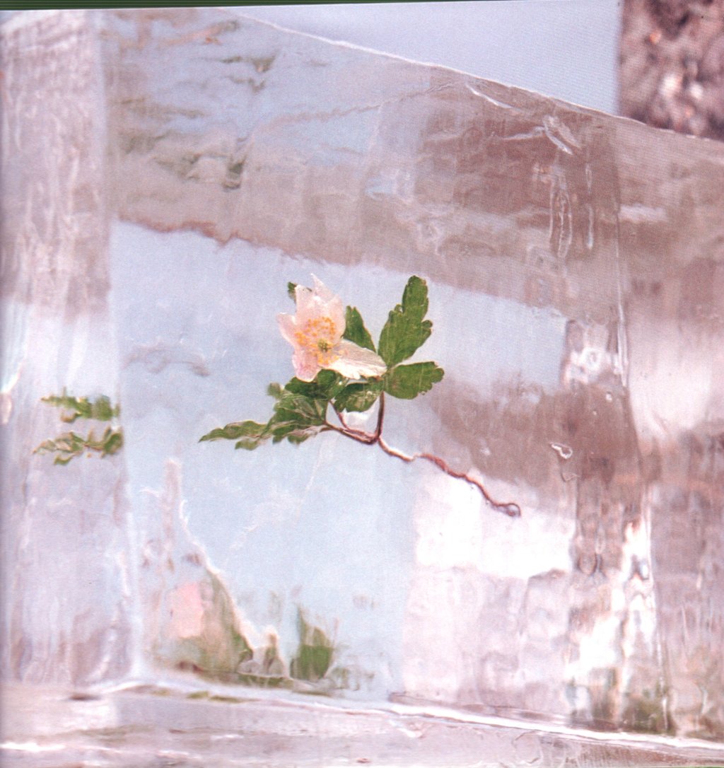 Efterklang - Windflowers - Lp